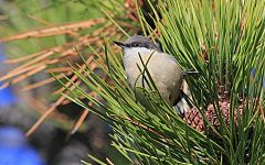 Pygmy Nuthatch